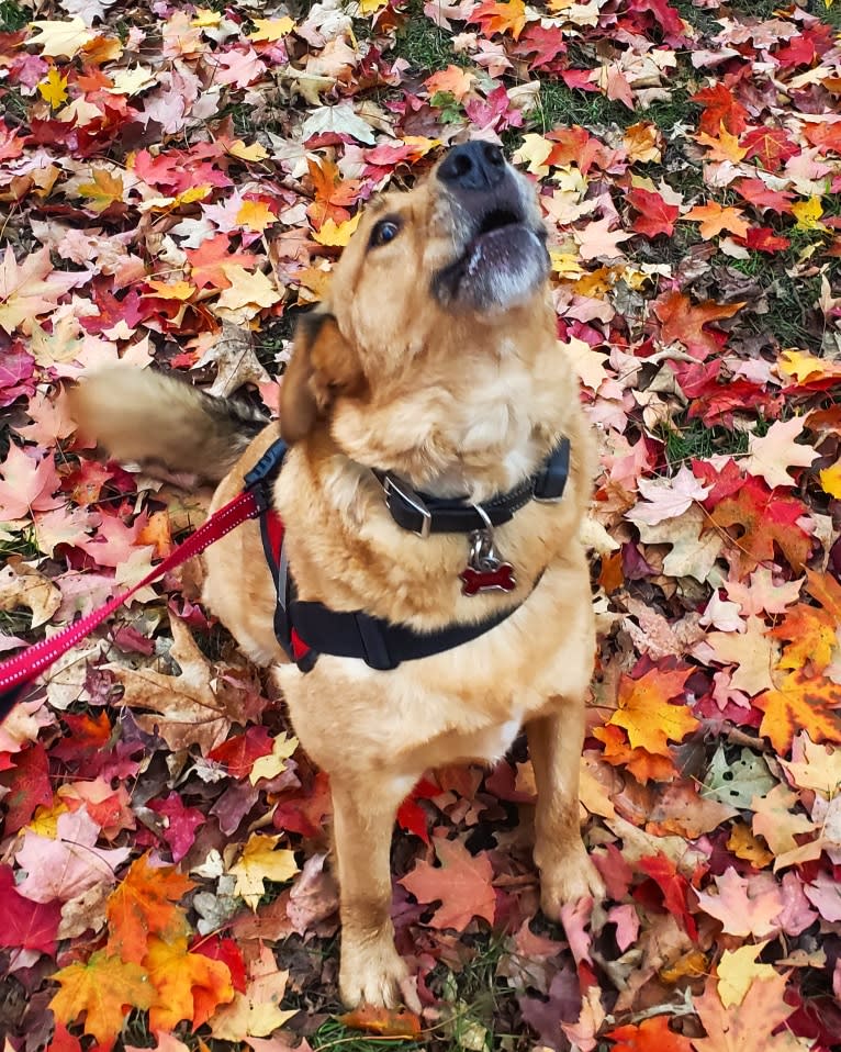 Buddy, an Alaskan Malamute and American Pit Bull Terrier mix tested with EmbarkVet.com