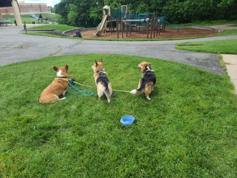 Sushi, a Pembroke Welsh Corgi tested with EmbarkVet.com
