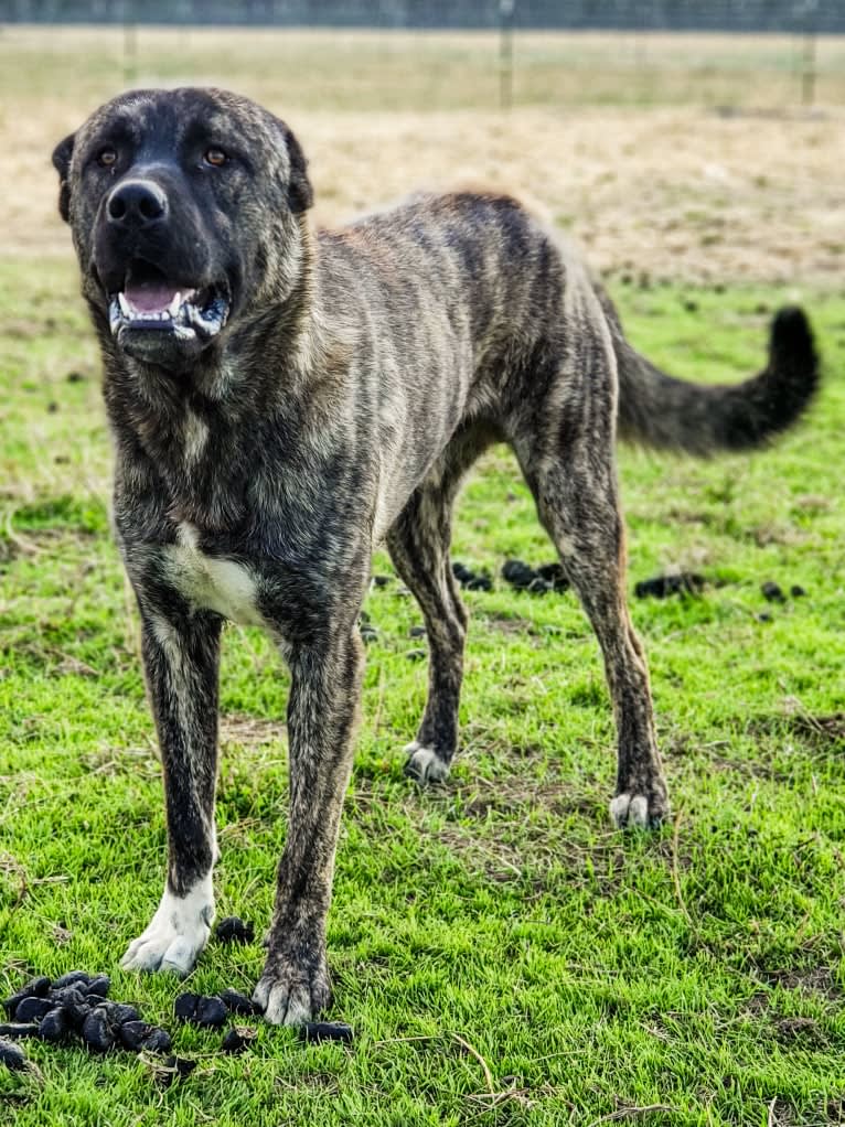 Aslan, an Anatolian Shepherd Dog tested with EmbarkVet.com