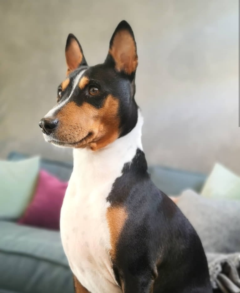 Louie, a Basenji tested with EmbarkVet.com