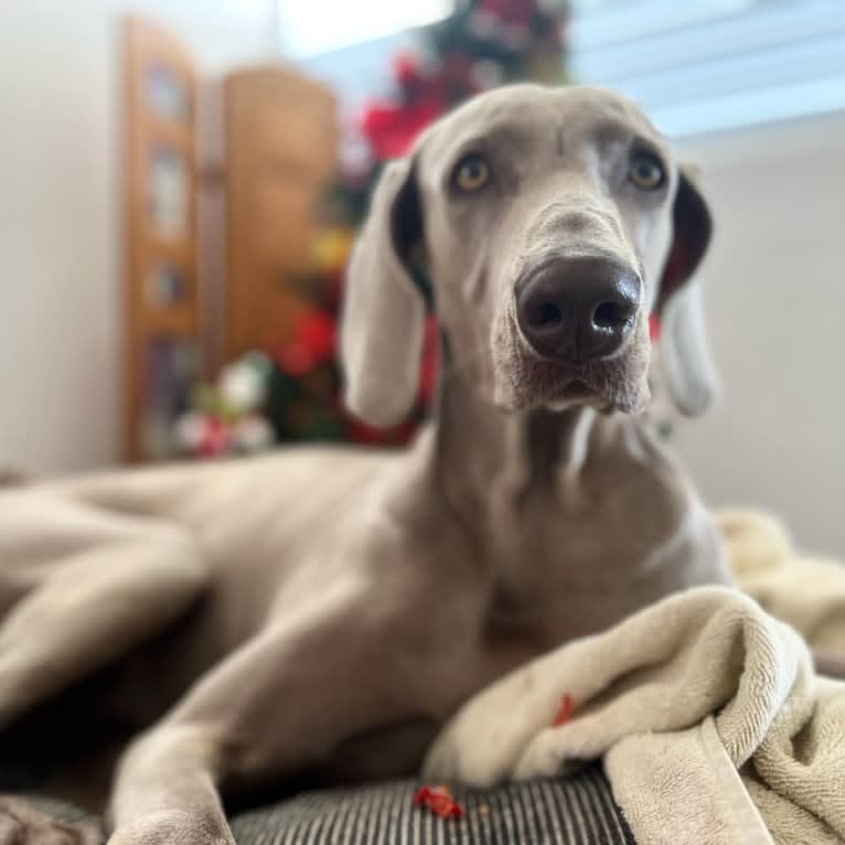 Arya the Weim, a Weimaraner tested with EmbarkVet.com