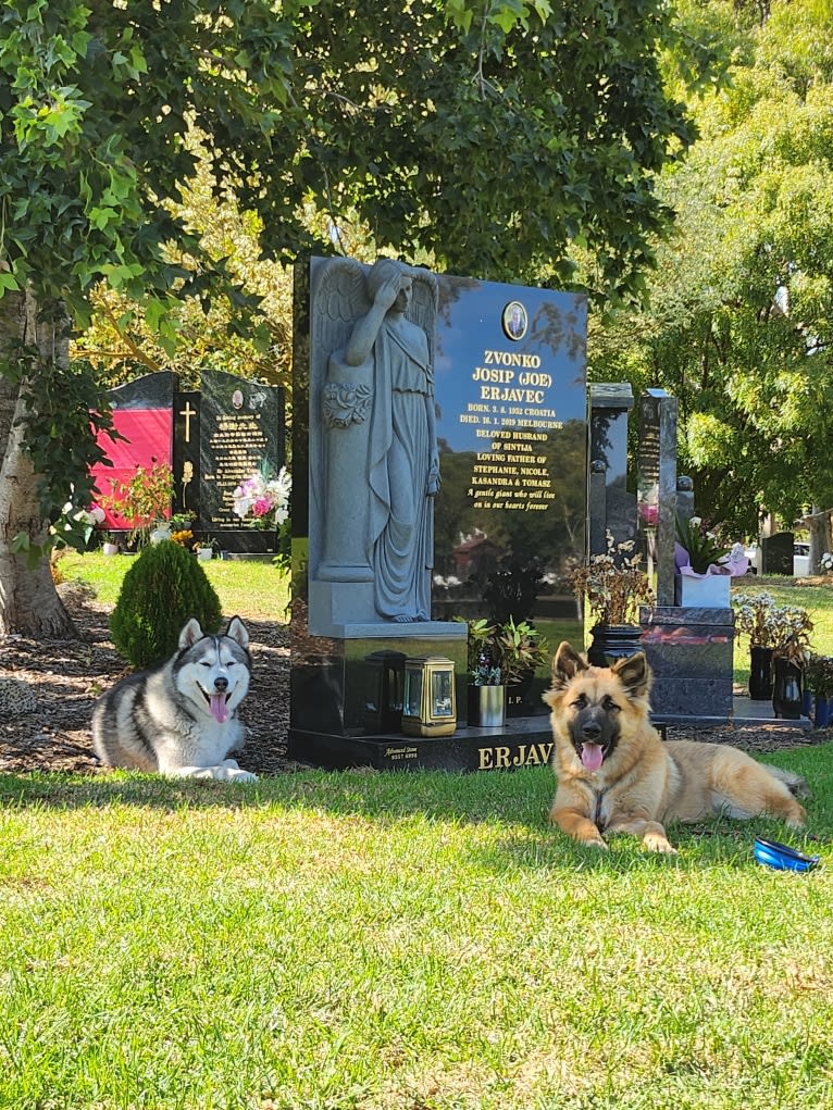 Tinos, a German Shepherd Dog and Alaskan Malamute mix tested with EmbarkVet.com