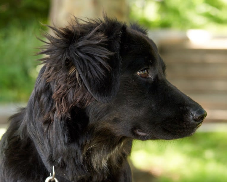 Lucy, a Labrador Retriever and Siberian Husky mix tested with EmbarkVet.com