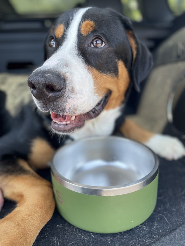 Ares, a Greater Swiss Mountain Dog tested with EmbarkVet.com