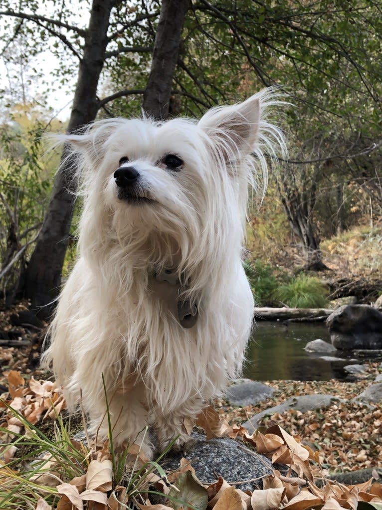 Photo of Ollie, a Chihuahua and Pomeranian mix in Los Angeles, California, USA