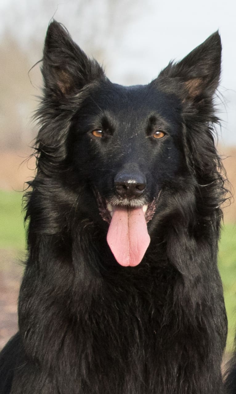 Pella, a Belgian Shepherd tested with EmbarkVet.com