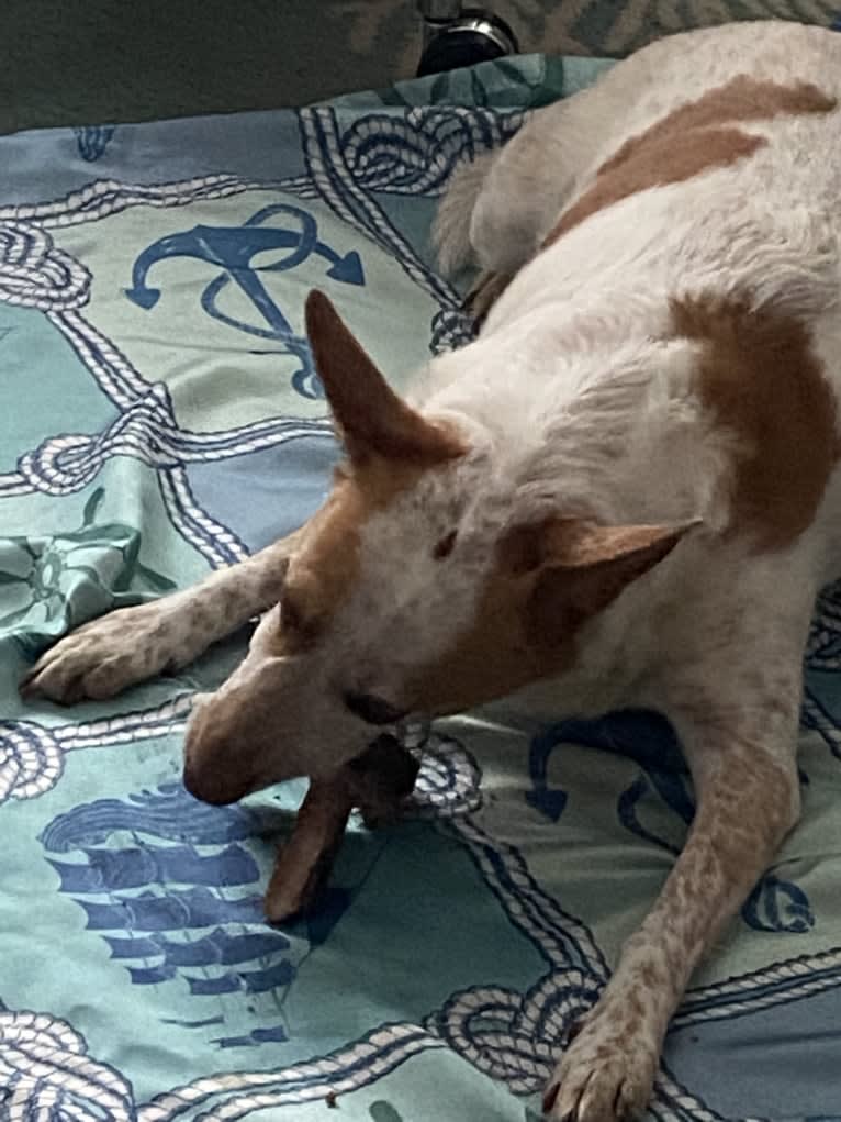 Ginger, an Australian Cattle Dog and German Shepherd Dog mix tested with EmbarkVet.com