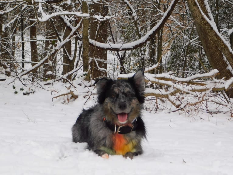 Dakota, an Australian Shepherd tested with EmbarkVet.com