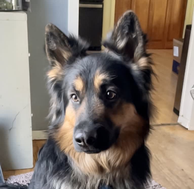 Hexis Krosandra, a Bohemian Shepherd tested with EmbarkVet.com