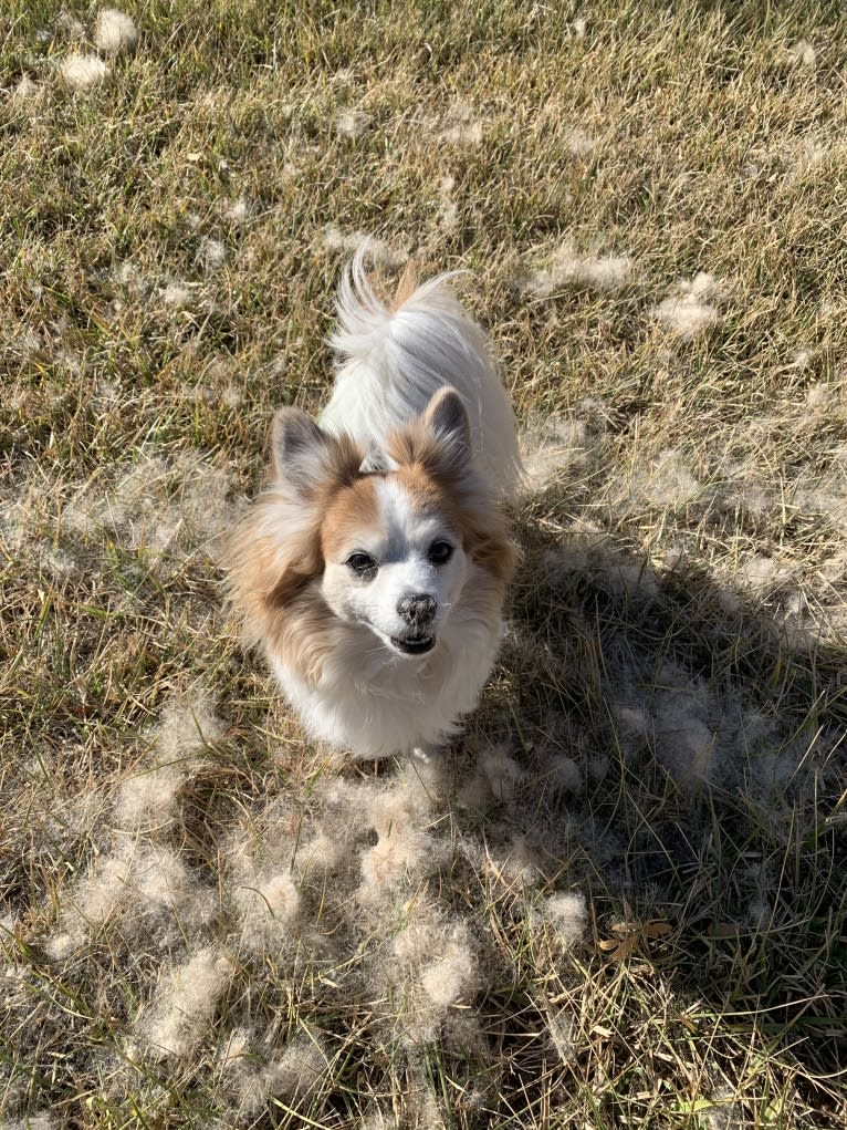 Ziggy, a Papillon and Maltese mix tested with EmbarkVet.com