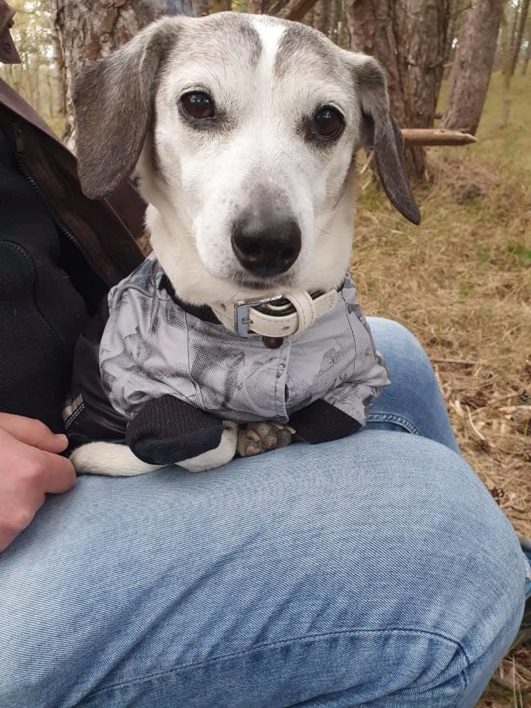 Patti, an Eastern European Village Dog tested with EmbarkVet.com