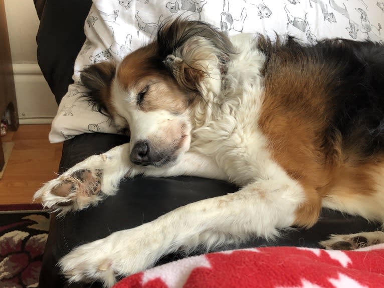 Turbo, an English Setter and Brittany mix tested with EmbarkVet.com