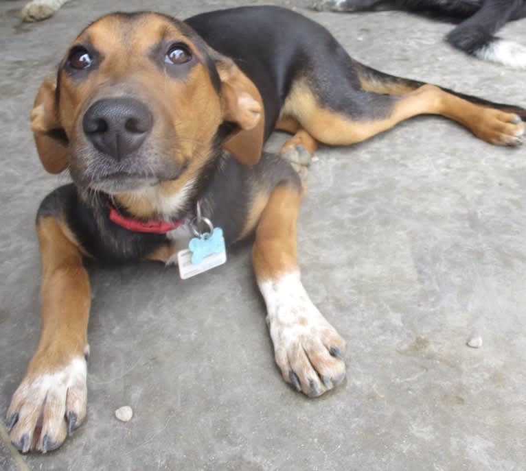 Chara, a Black and Tan Coonhound and Border Collie mix tested with EmbarkVet.com