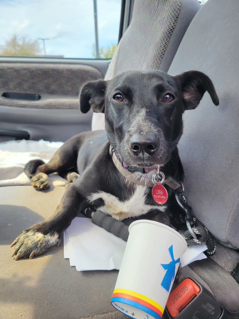 Lyra, a Chihuahua and Border Collie mix tested with EmbarkVet.com