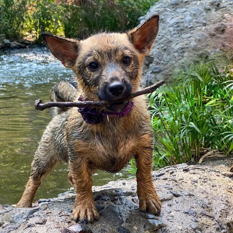 Octopus 🐙, a Swedish Vallhund tested with EmbarkVet.com