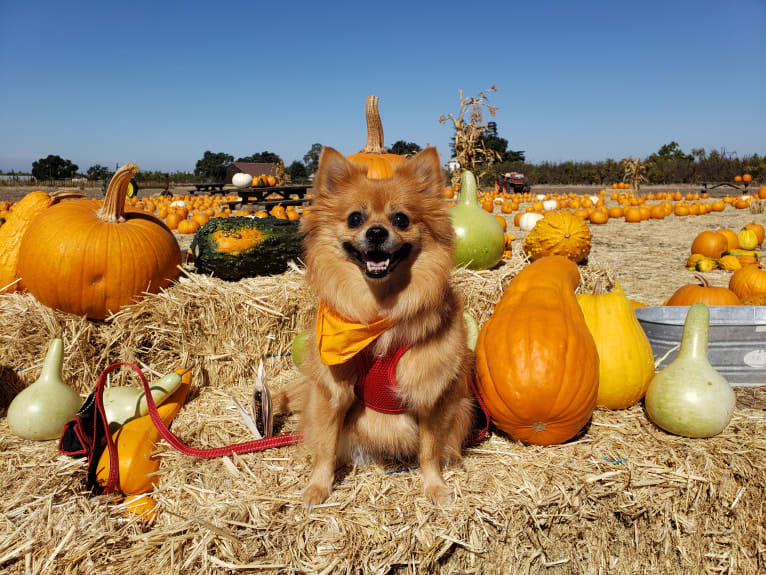 Miki, a Pomeranian and Miniature Pinscher mix tested with EmbarkVet.com