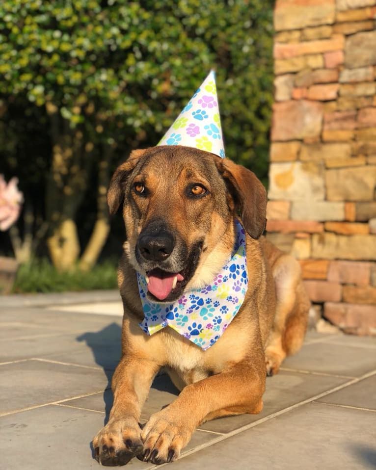 Moshe-Moo, a German Shepherd Dog and Beagle mix tested with EmbarkVet.com