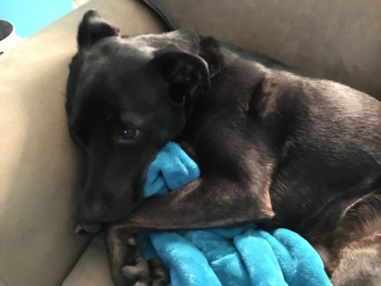 Snoop, an American Pit Bull Terrier and Chow Chow mix tested with EmbarkVet.com