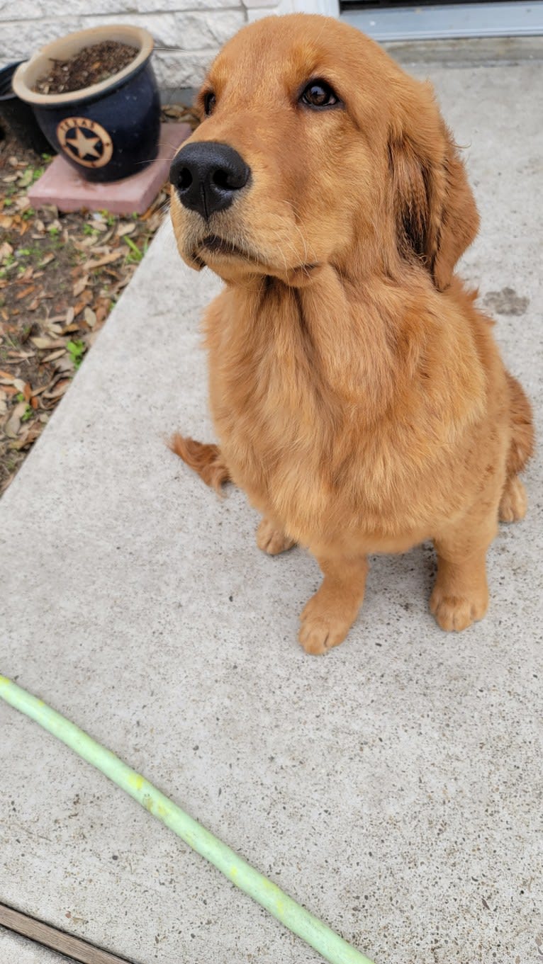 Maya, a Golden Retriever tested with EmbarkVet.com