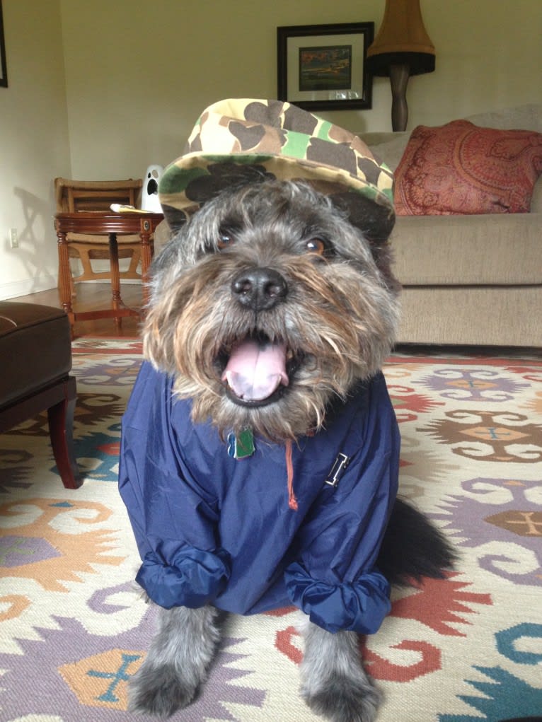 Boscoe, a Standard Schnauzer and Chinese Shar-Pei mix tested with EmbarkVet.com