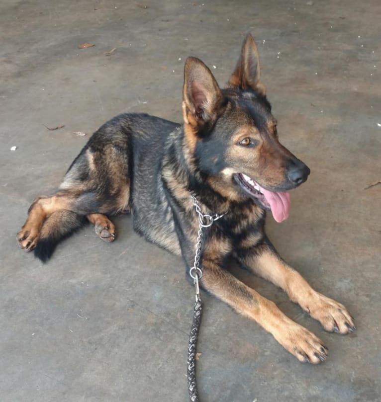 Kye Lo, a German Shepherd Dog tested with EmbarkVet.com