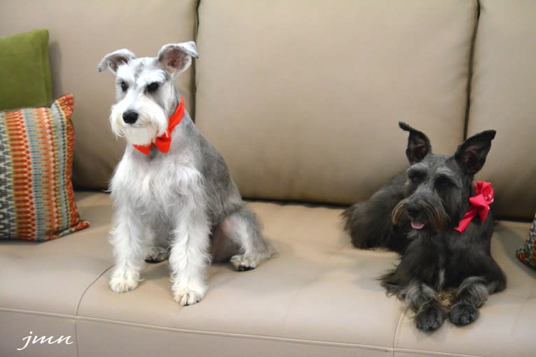 SPARTA, a Miniature Schnauzer tested with EmbarkVet.com