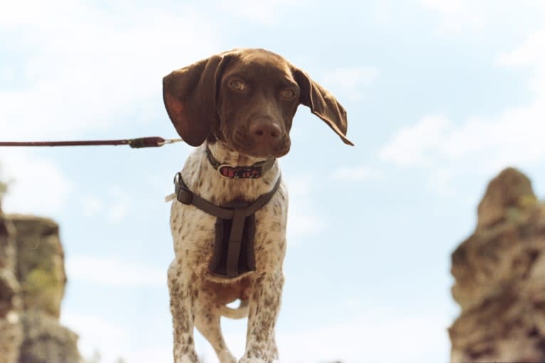 Juniper, a German Shorthaired Pointer tested with EmbarkVet.com