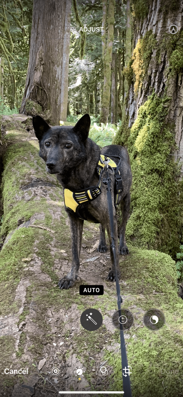 TillyMatilda, a Southeast Asian Village Dog tested with EmbarkVet.com