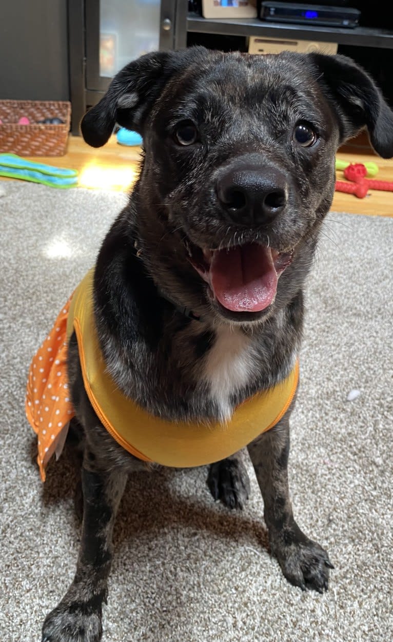 Skye, an Australian Cattle Dog and Pug mix tested with EmbarkVet.com