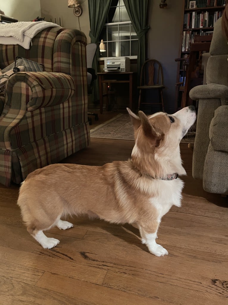 Kiko, a Pembroke Welsh Corgi tested with EmbarkVet.com