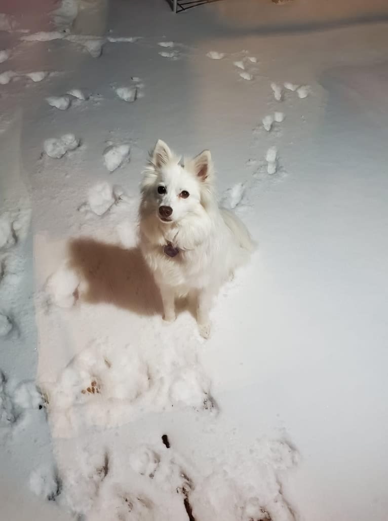 Nelly, an American Eskimo Dog tested with EmbarkVet.com
