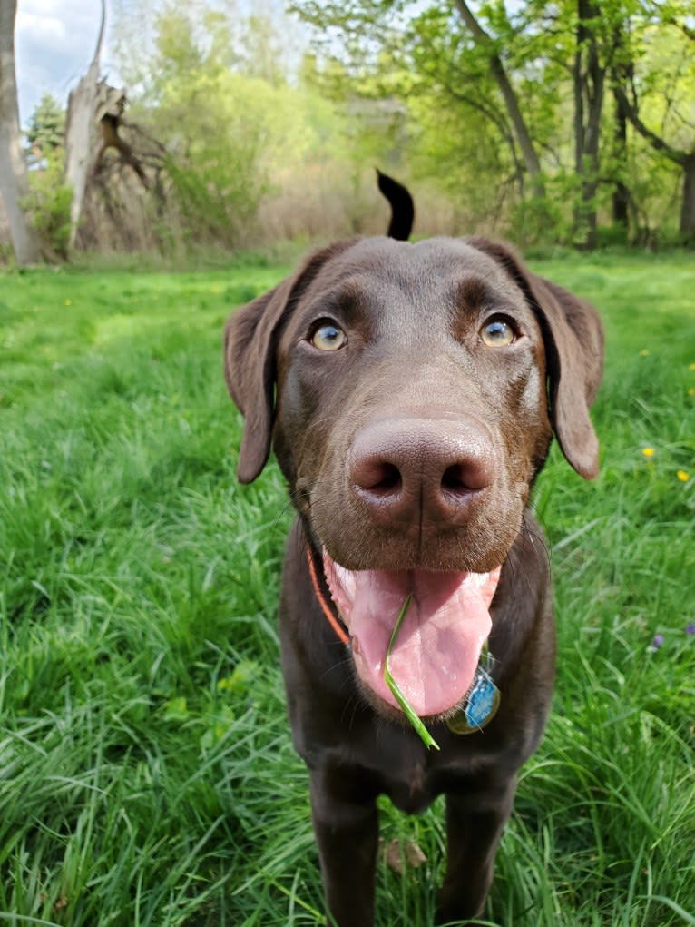 Zephyr, a Labrador Retriever tested with EmbarkVet.com