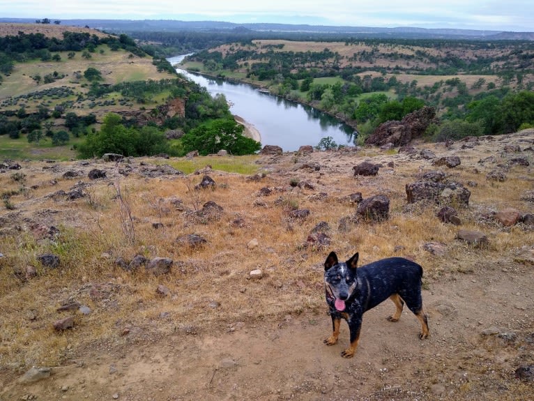 Buck (Little Monster, Little Bear), an Australian Cattle Dog tested with EmbarkVet.com