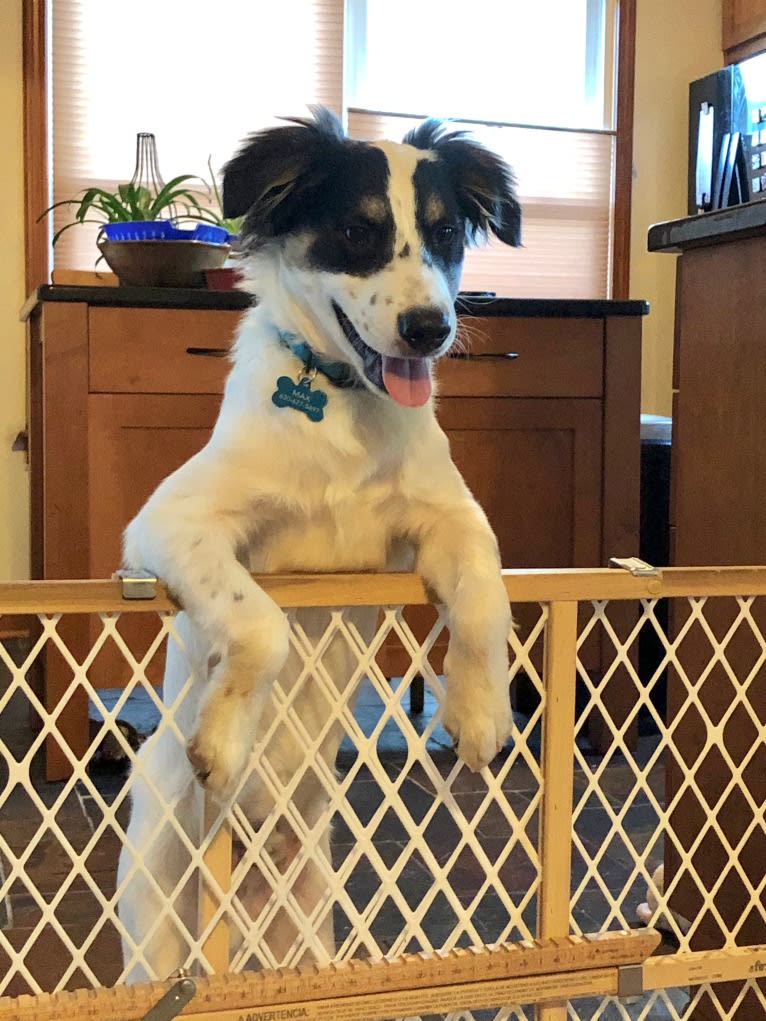 Max, a Collie and Labrador Retriever mix tested with EmbarkVet.com