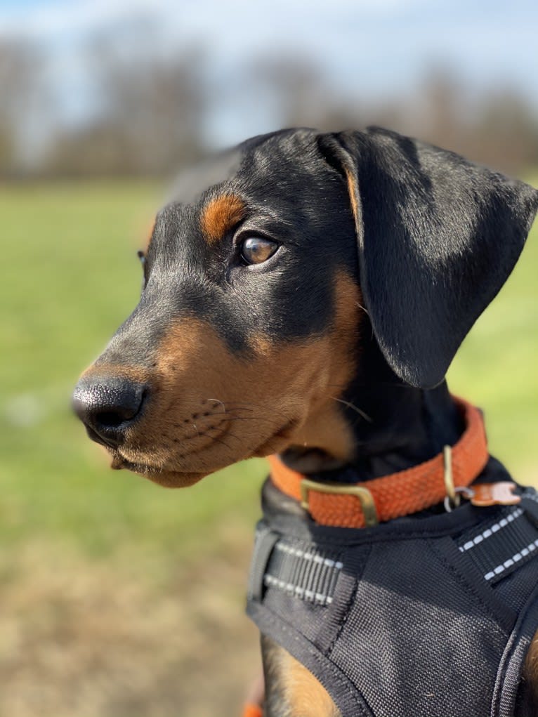 Milan Masia, a German Pinscher tested with EmbarkVet.com