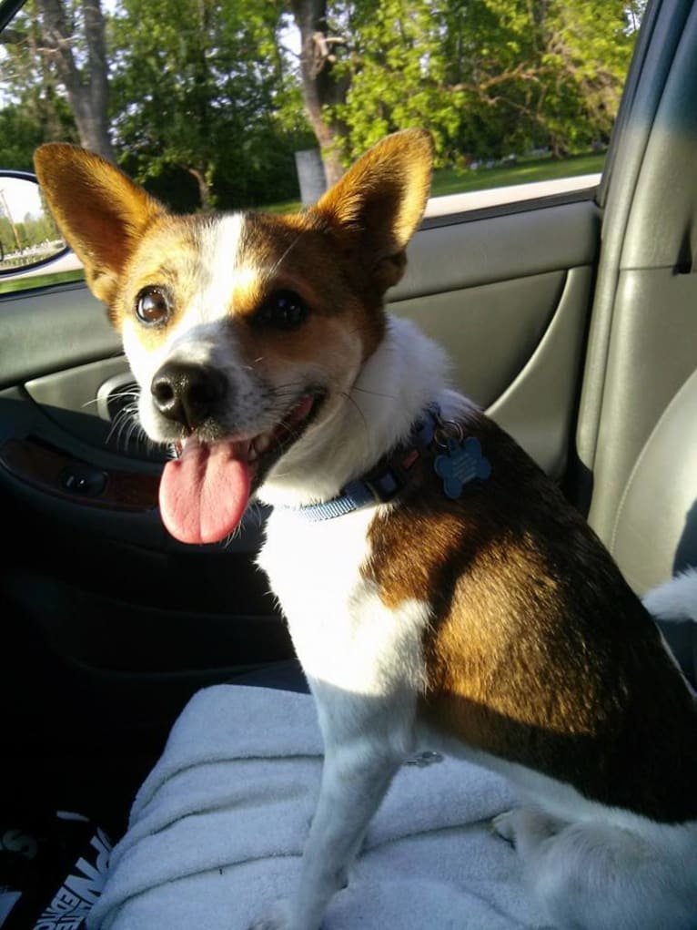 Shopkeep, a Chinese Village Dog tested with EmbarkVet.com