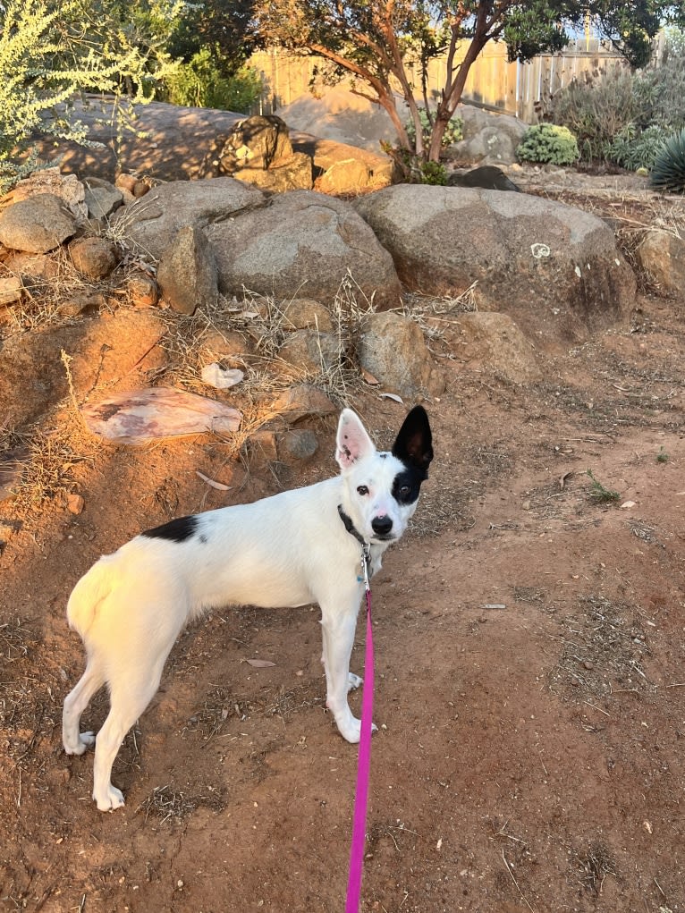 Luke Skywalker, an Australian Cattle Dog and Rat Terrier mix tested with EmbarkVet.com