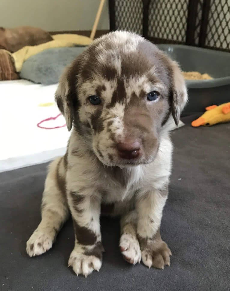 Ginnie, a Labrador Retriever and Great Pyrenees mix tested with EmbarkVet.com