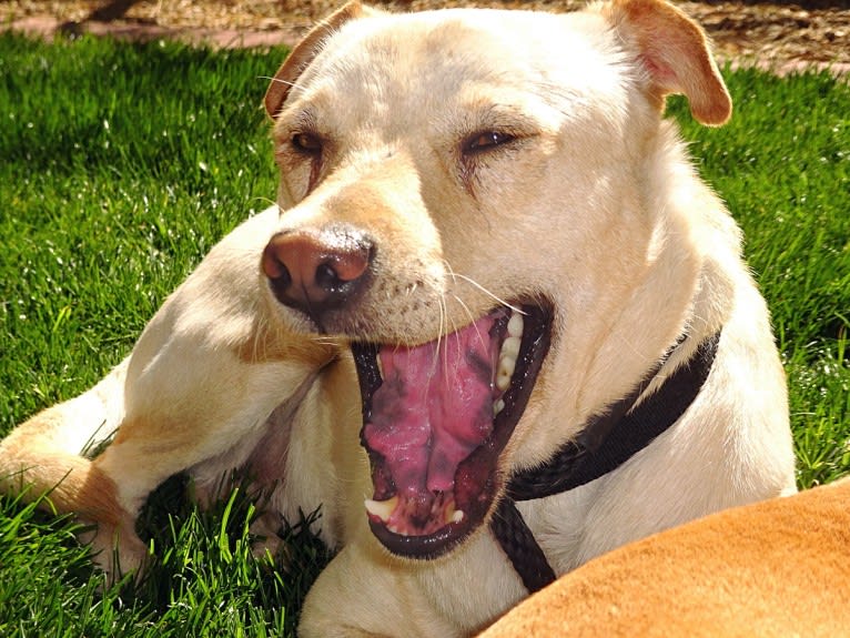 Doc, a Chihuahua and American Pit Bull Terrier mix tested with EmbarkVet.com