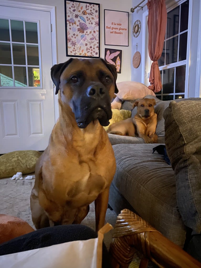 Achilles, a Bullmastiff tested with EmbarkVet.com