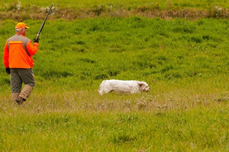 Jackson, a Clumber Spaniel tested with EmbarkVet.com