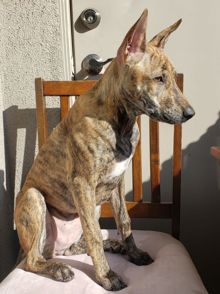 Honey, a Phu Quoc Ridgeback tested with EmbarkVet.com