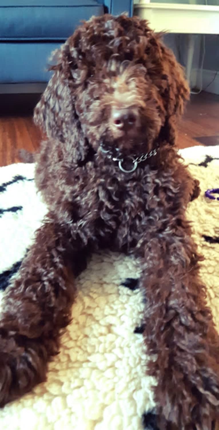 JLo, a Poodle (Standard) tested with EmbarkVet.com