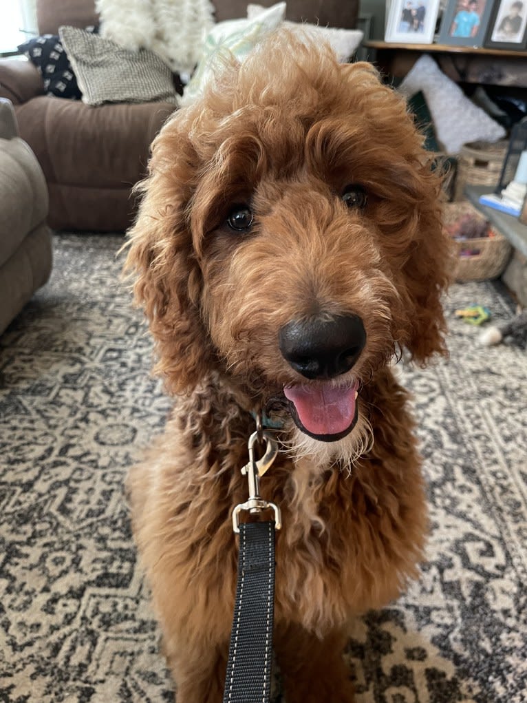 Figgy, a Goldendoodle tested with EmbarkVet.com