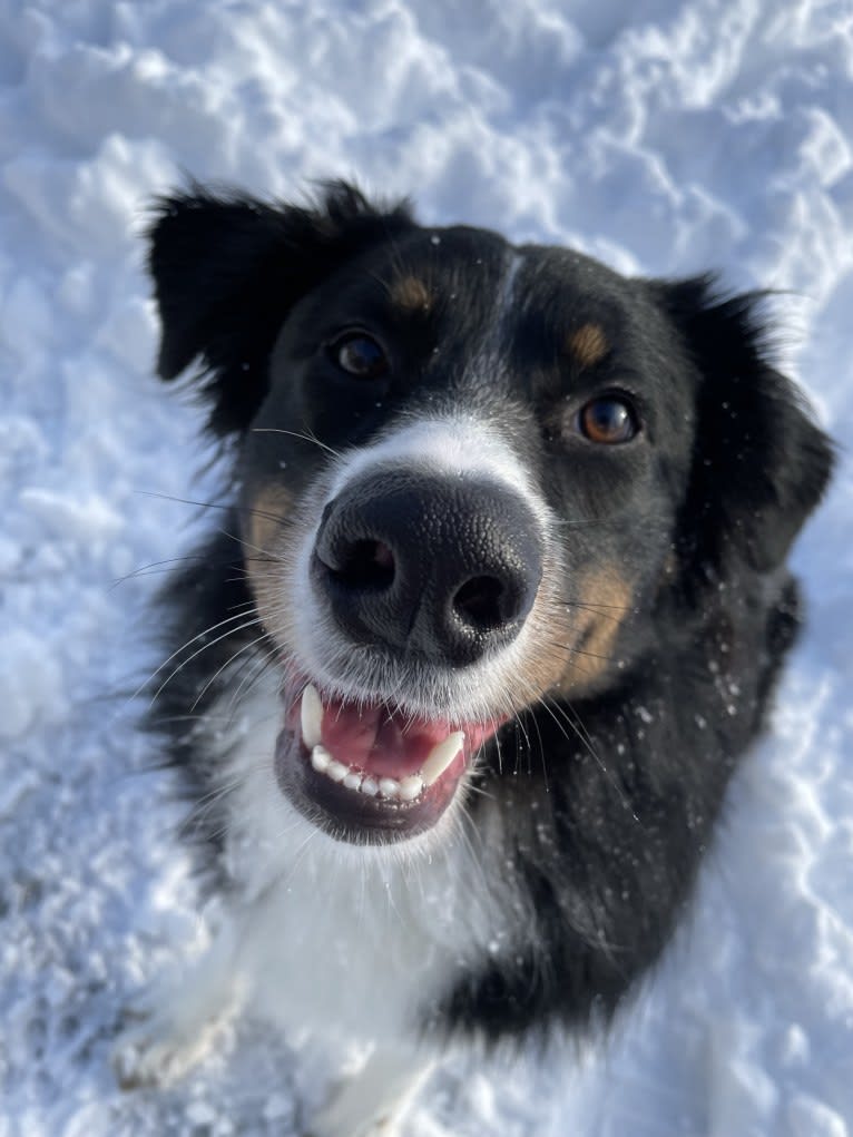 Rex, an Australian Shepherd and English Shepherd mix tested with EmbarkVet.com