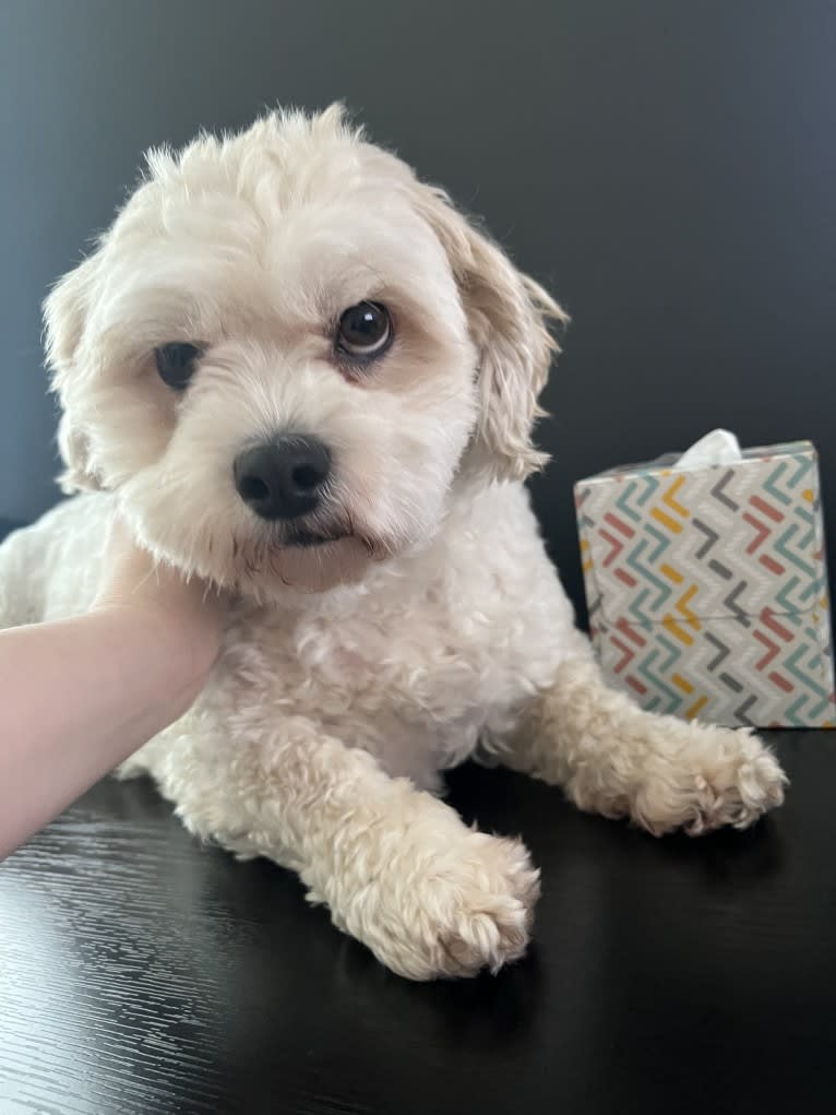 Teddy, a Zuchon tested with EmbarkVet.com