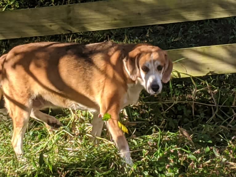 Brie, an American Foxhound tested with EmbarkVet.com