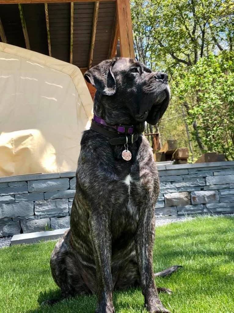 Miss Delilah, a Mastiff tested with EmbarkVet.com