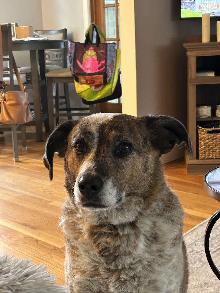 Ruger, an Australian Cattle Dog and Beagle mix tested with EmbarkVet.com