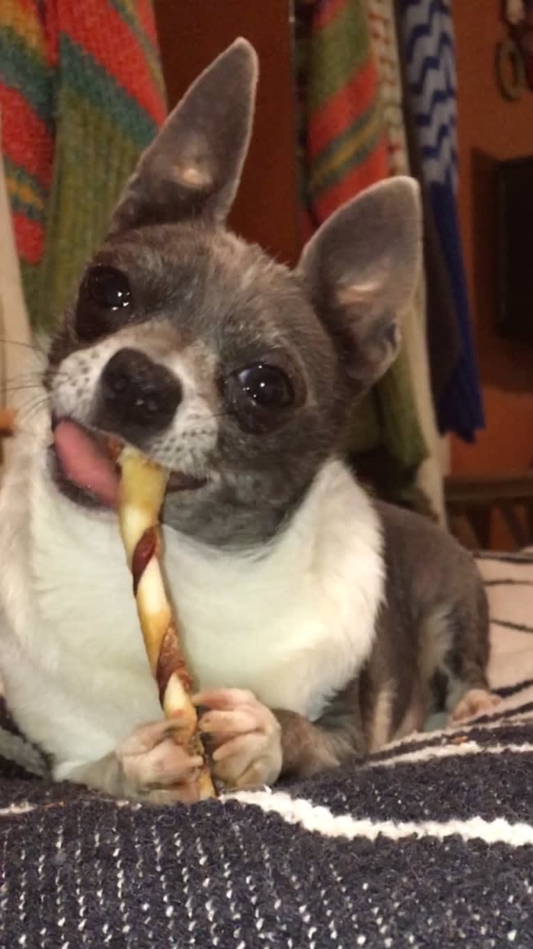 Yapa Roo, a Chihuahua and Rat Terrier mix tested with EmbarkVet.com